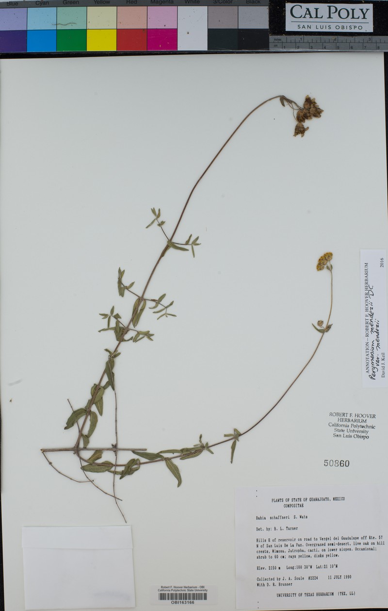 Perymenium mendezii var. mendezii photo 2