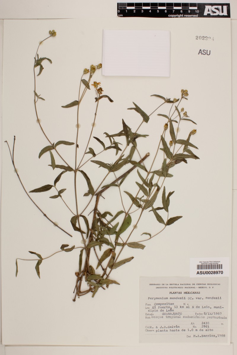 Perymenium mendezii var. mendezii photo 3