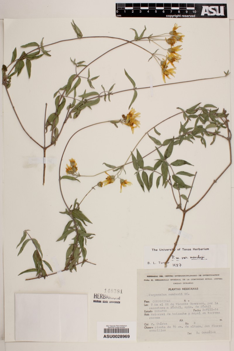 Perymenium mendezii var. mendezii photo 4
