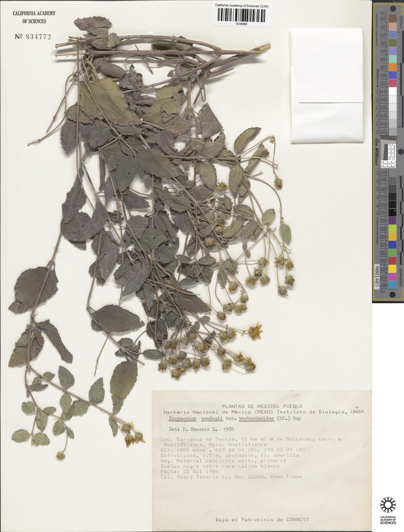 Perymenium mendezii var. verbesinoides