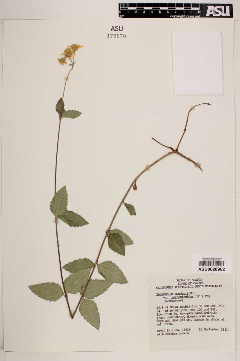 Perymenium mendezii var. verbesinoides photo 2