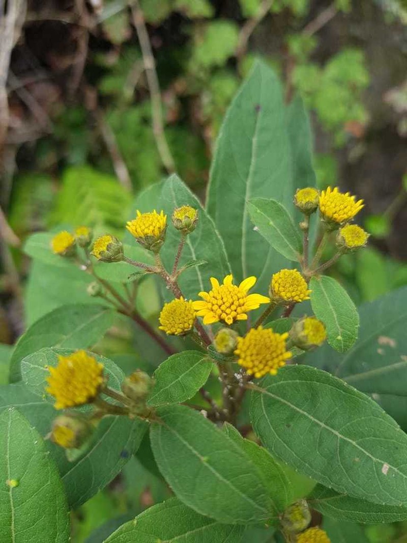 Perymenium nicaraguense