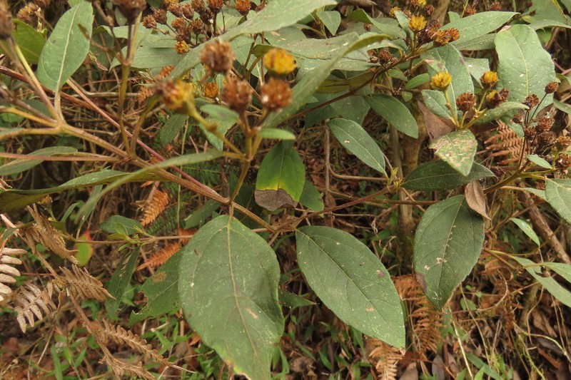 Perymenium nicaraguense photo 3