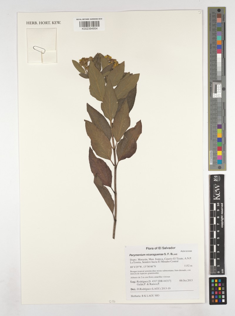 Perymenium nicaraguense photo 6