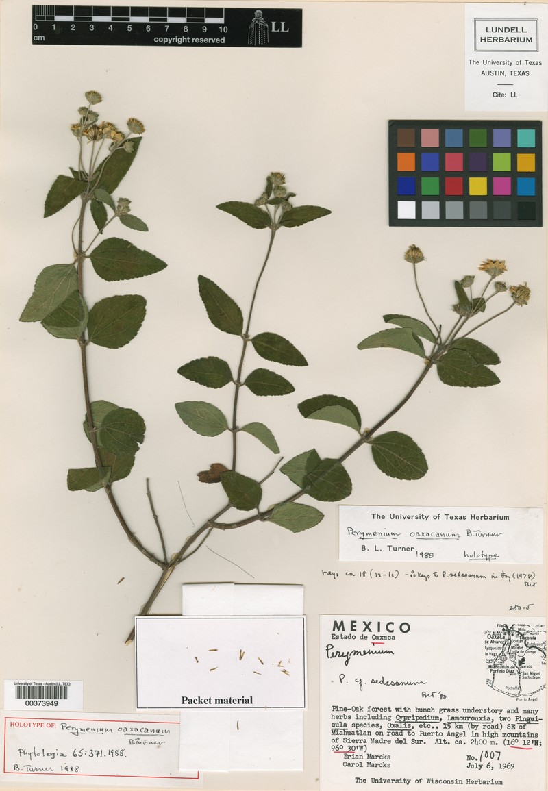 Perymenium oaxacanum
