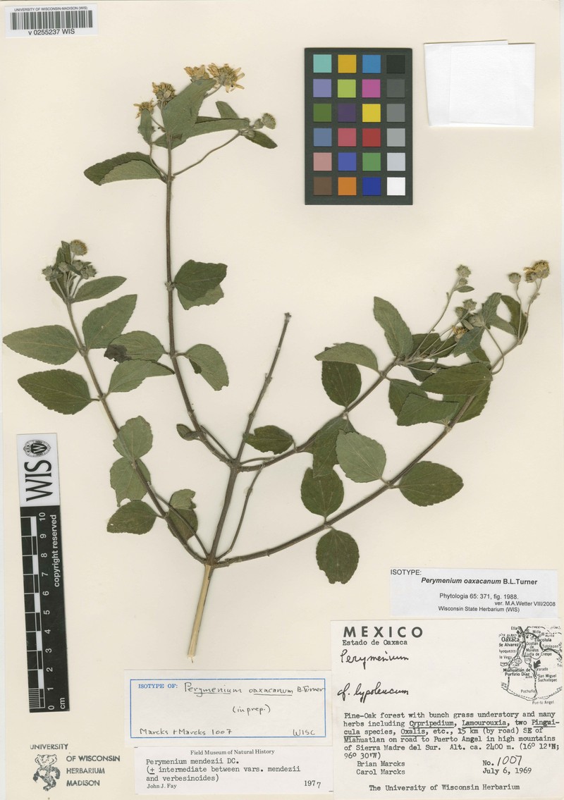 Perymenium oaxacanum photo 2