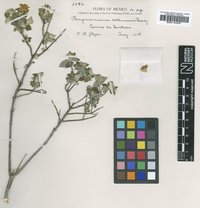 Perymenium ovatum