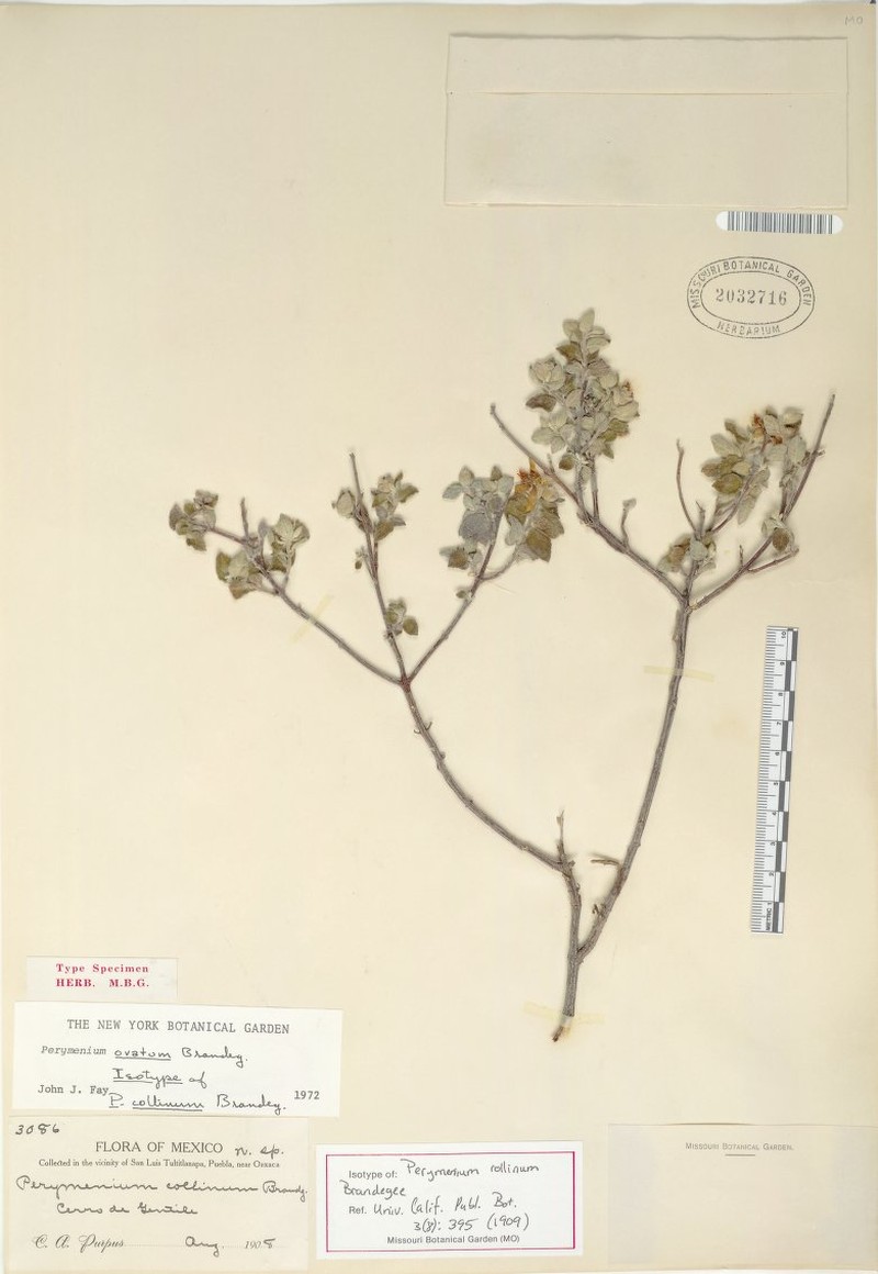 Perymenium ovatum photo 2