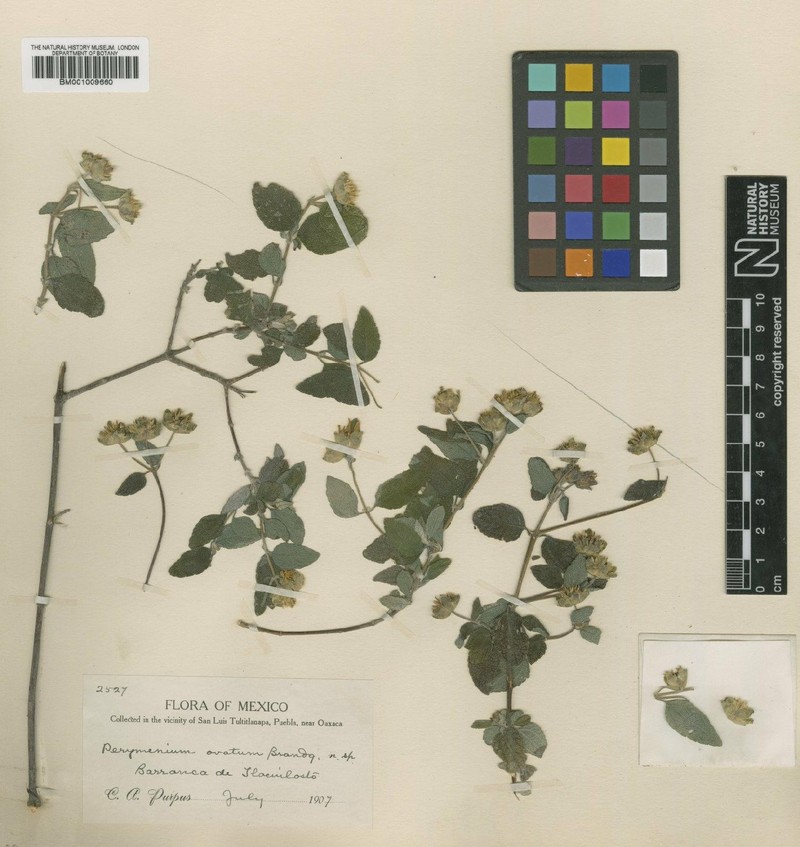 Perymenium ovatum photo 3