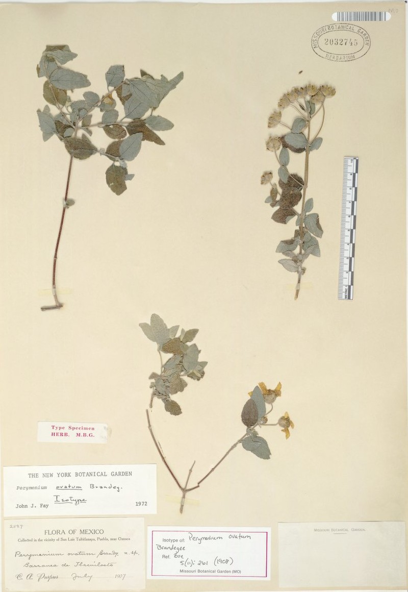 Perymenium ovatum photo 4