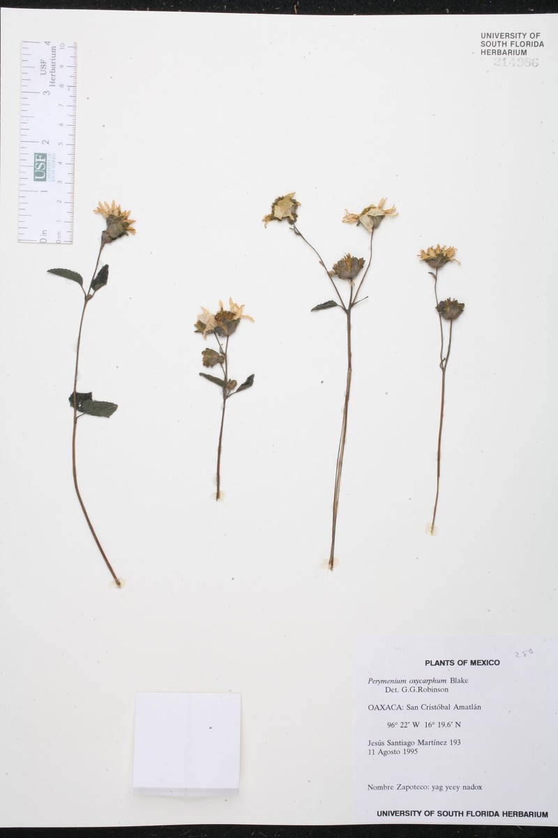 Perymenium oxycarphum