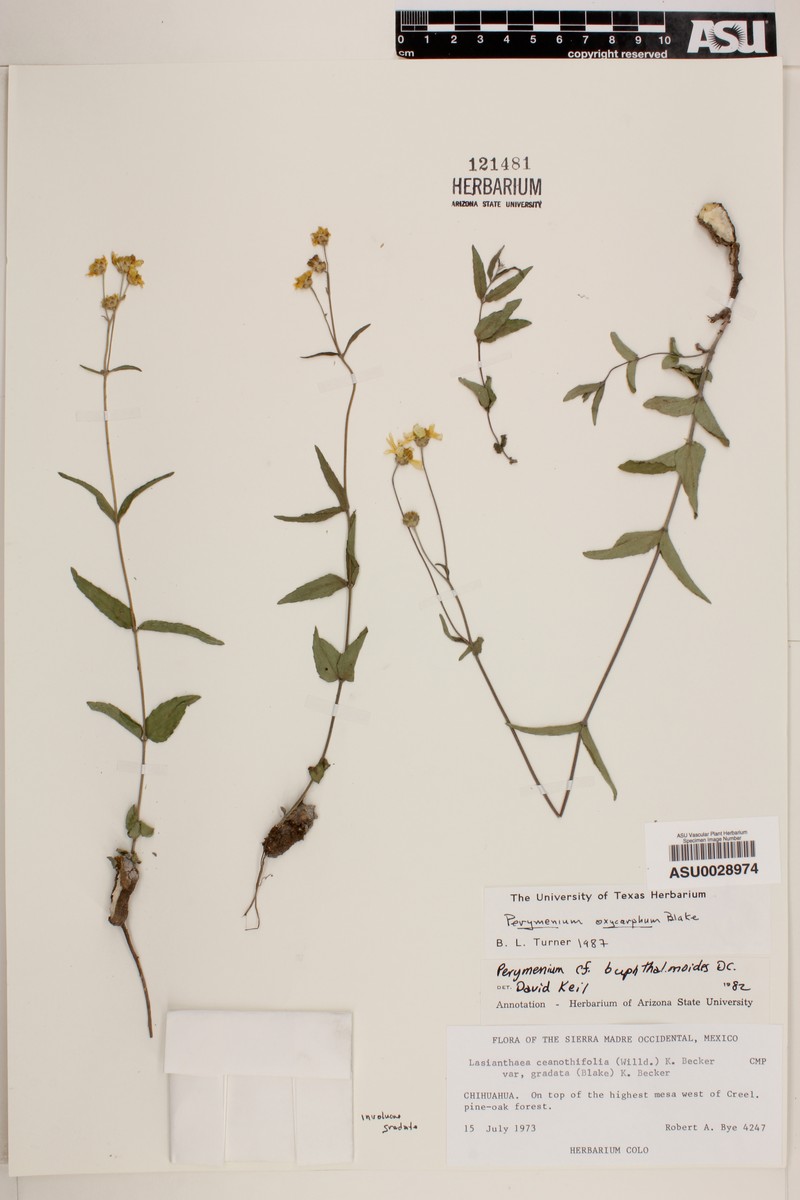Perymenium oxycarphum photo 2