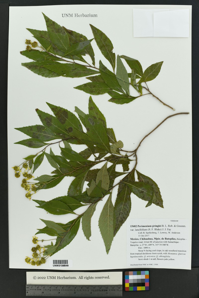 Perymenium pringlei photo 3