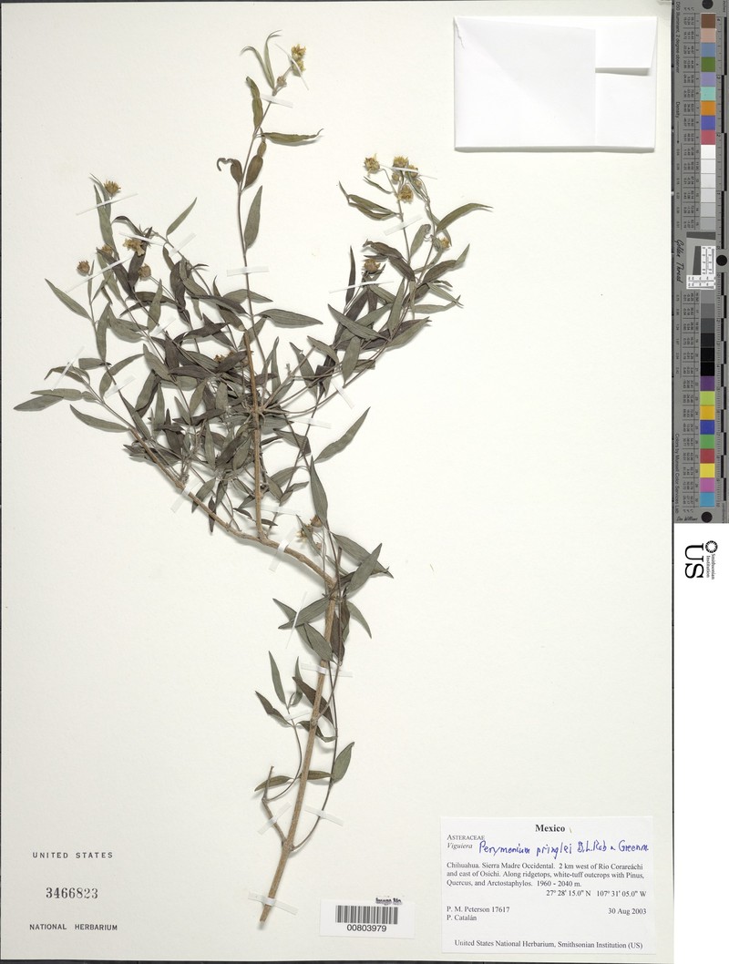Perymenium pringlei photo 5