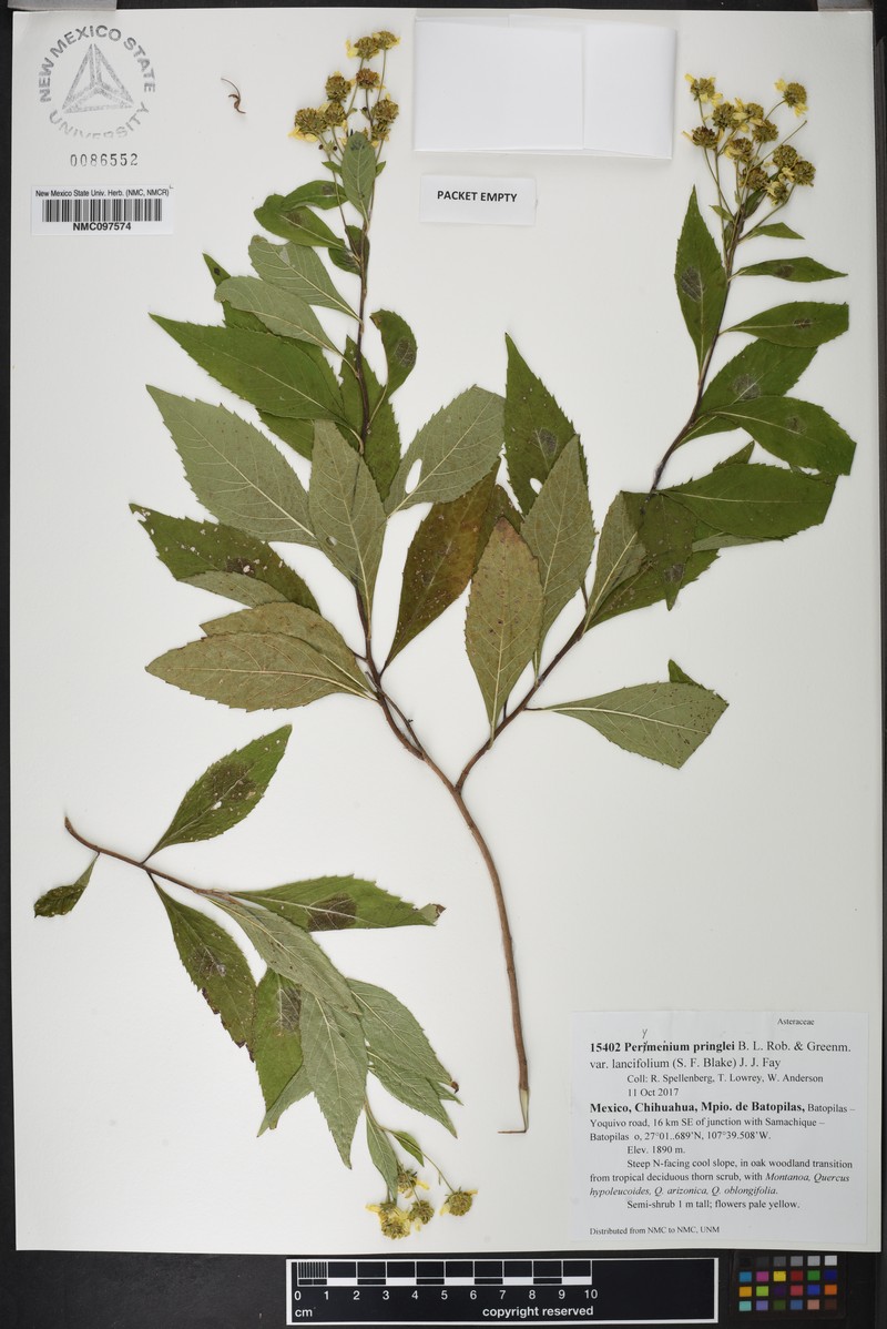 Perymenium pringlei var. lancifolium