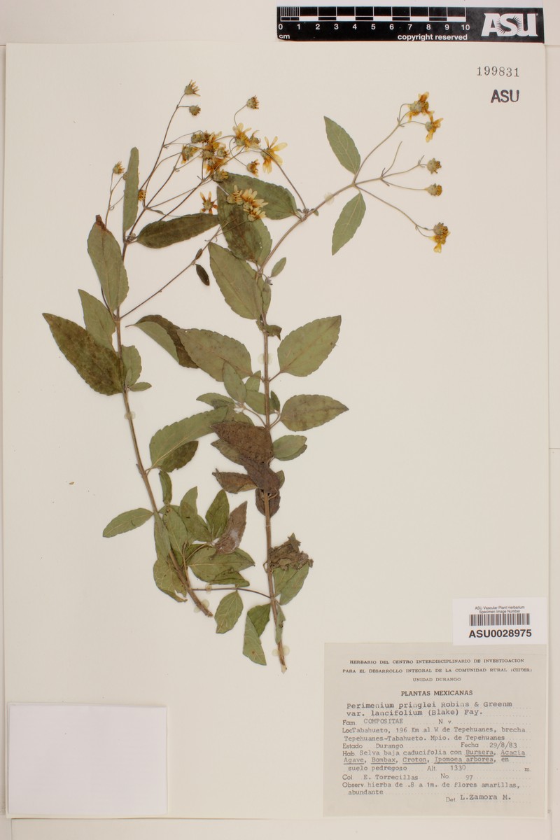 Perymenium pringlei var. lancifolium photo 2