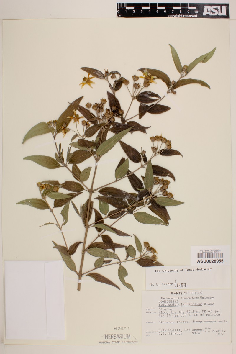 Perymenium pringlei var. lancifolium photo 3