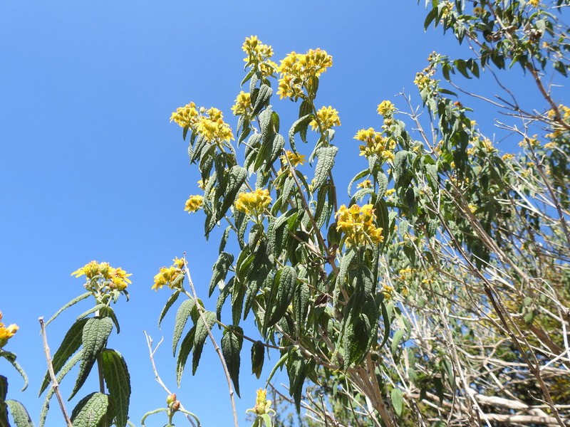 Perymenium reticulatum