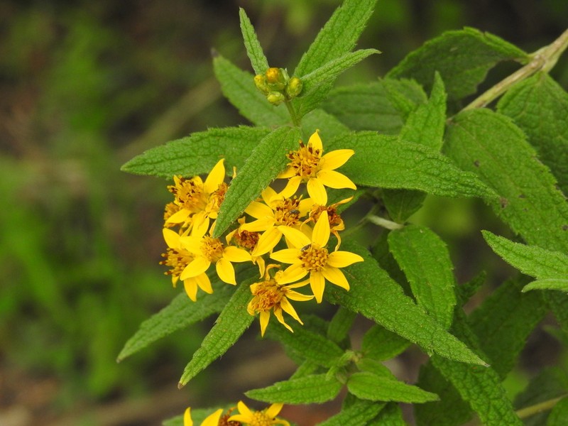 Perymenium reticulatum photo 2