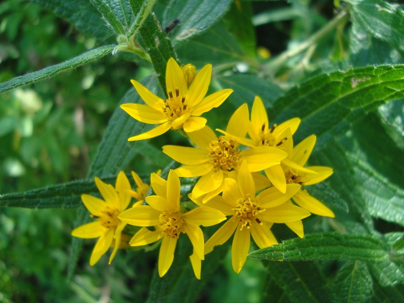 Perymenium reticulatum photo 3