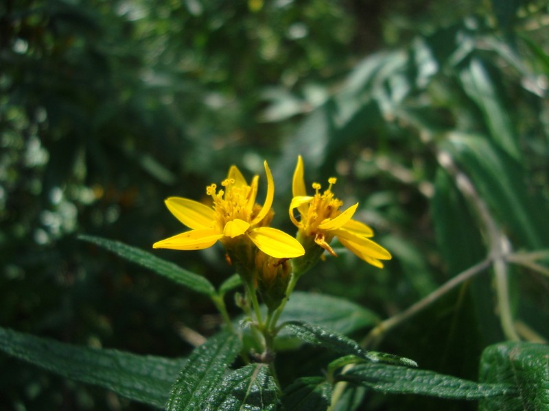 Perymenium reticulatum photo 4