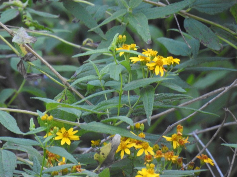 Perymenium reticulatum photo 5