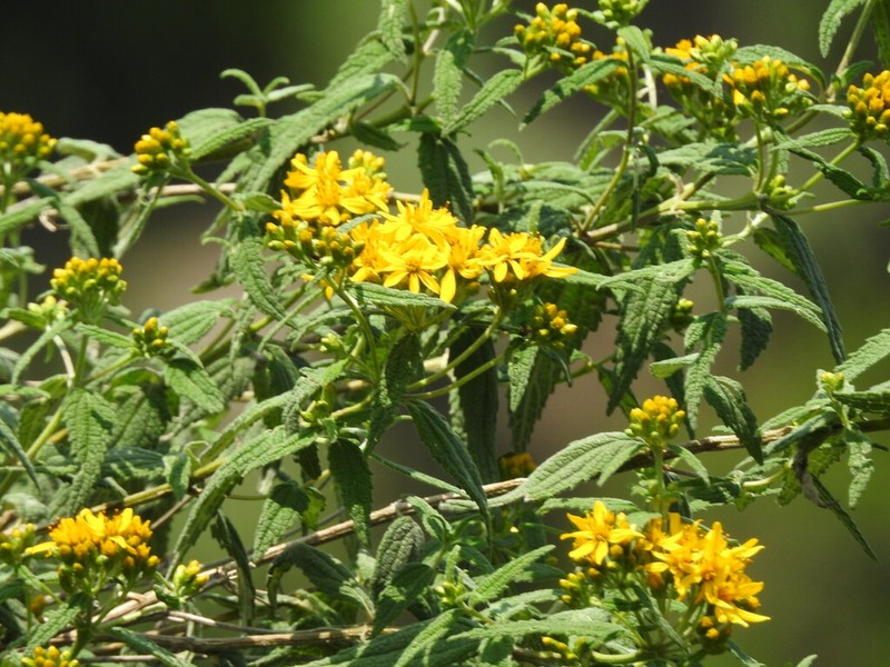 Perymenium reticulatum photo 6