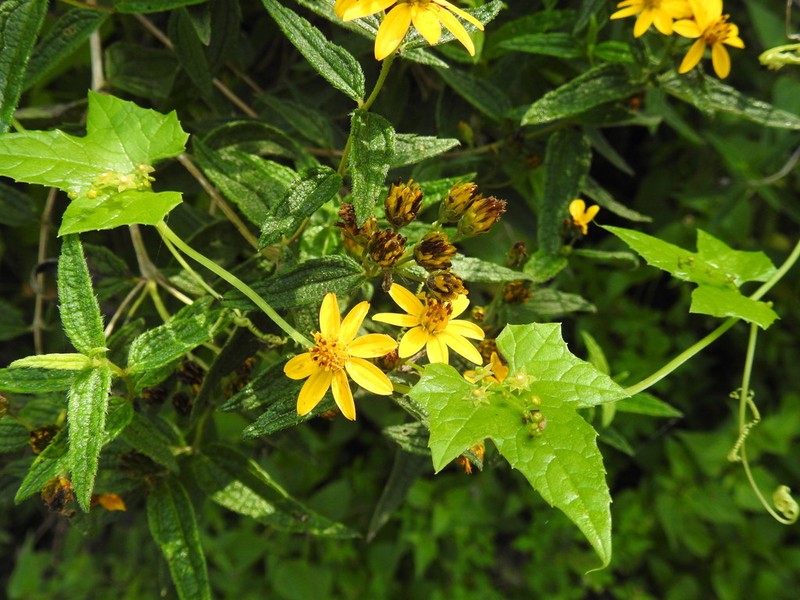 Perymenium reticulatum photo 7