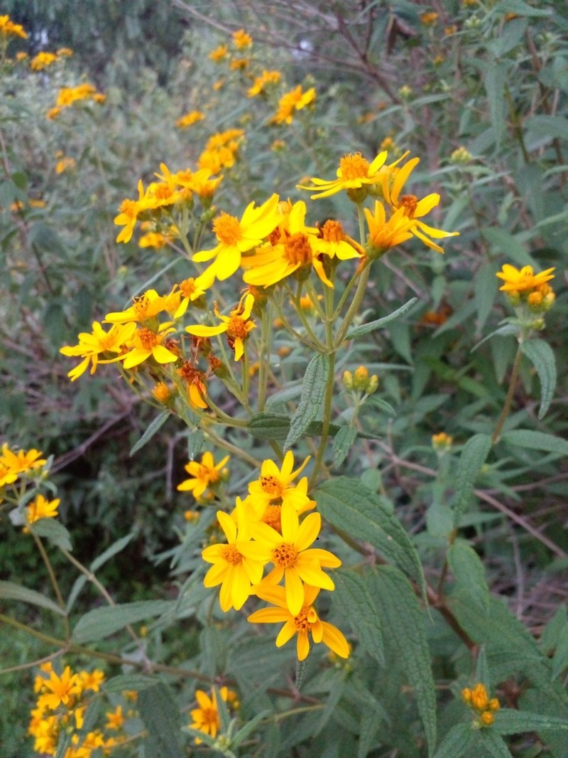 Perymenium reticulatum photo 8