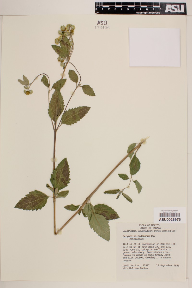 Perymenium sedasanum