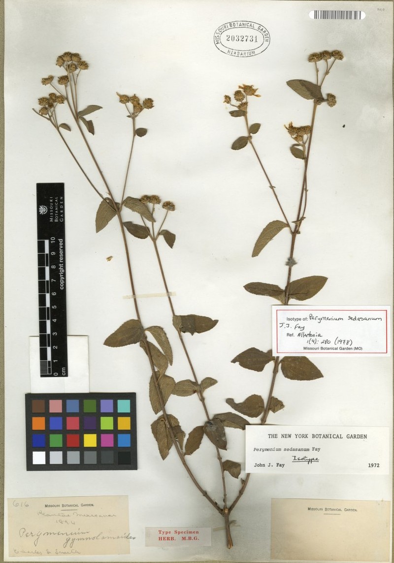 Perymenium sedasanum photo 2