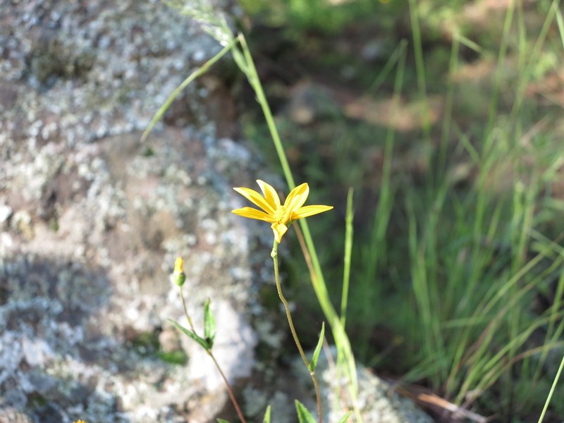 Perymenium sonoranum