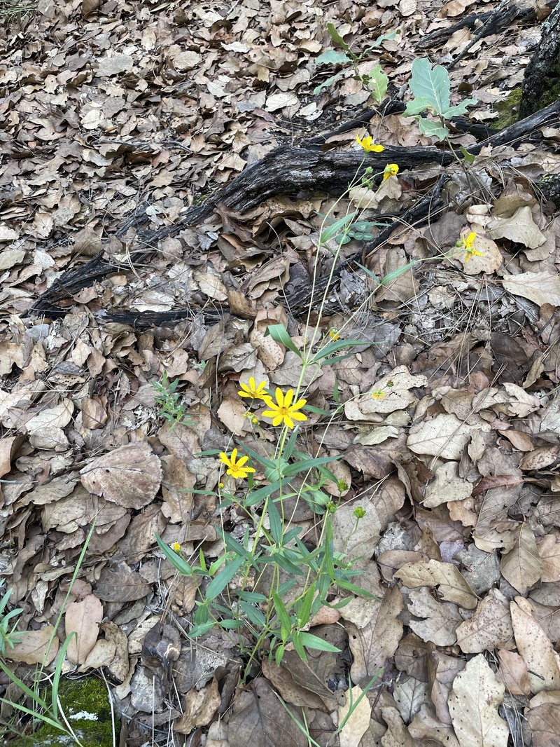 Perymenium sonoranum photo 3