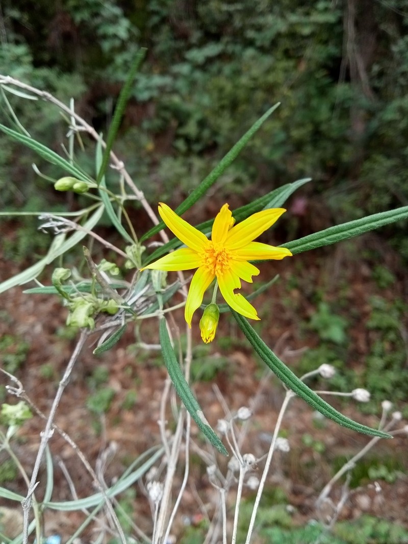 Perymenium stenophyllum