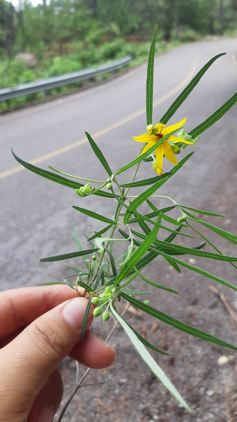 Perymenium stenophyllum photo 4