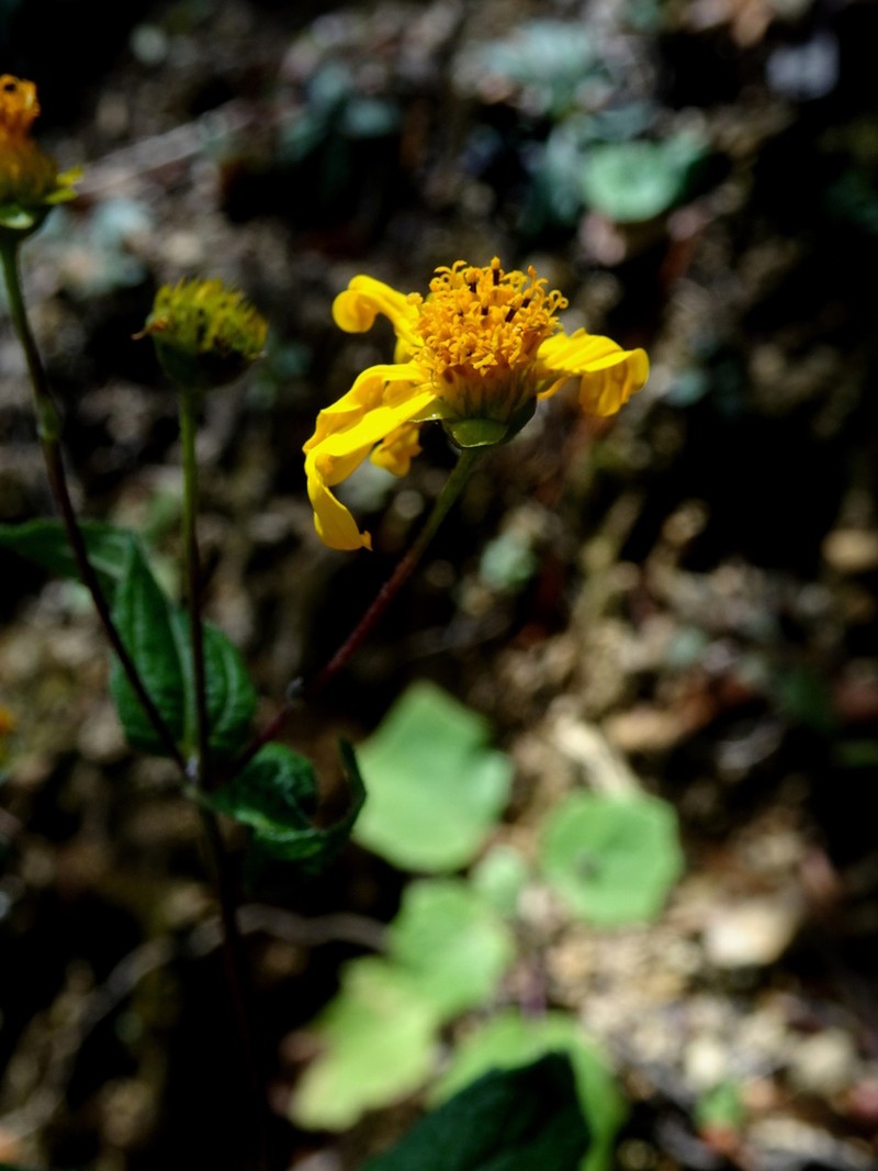Perymenium tamaulipense