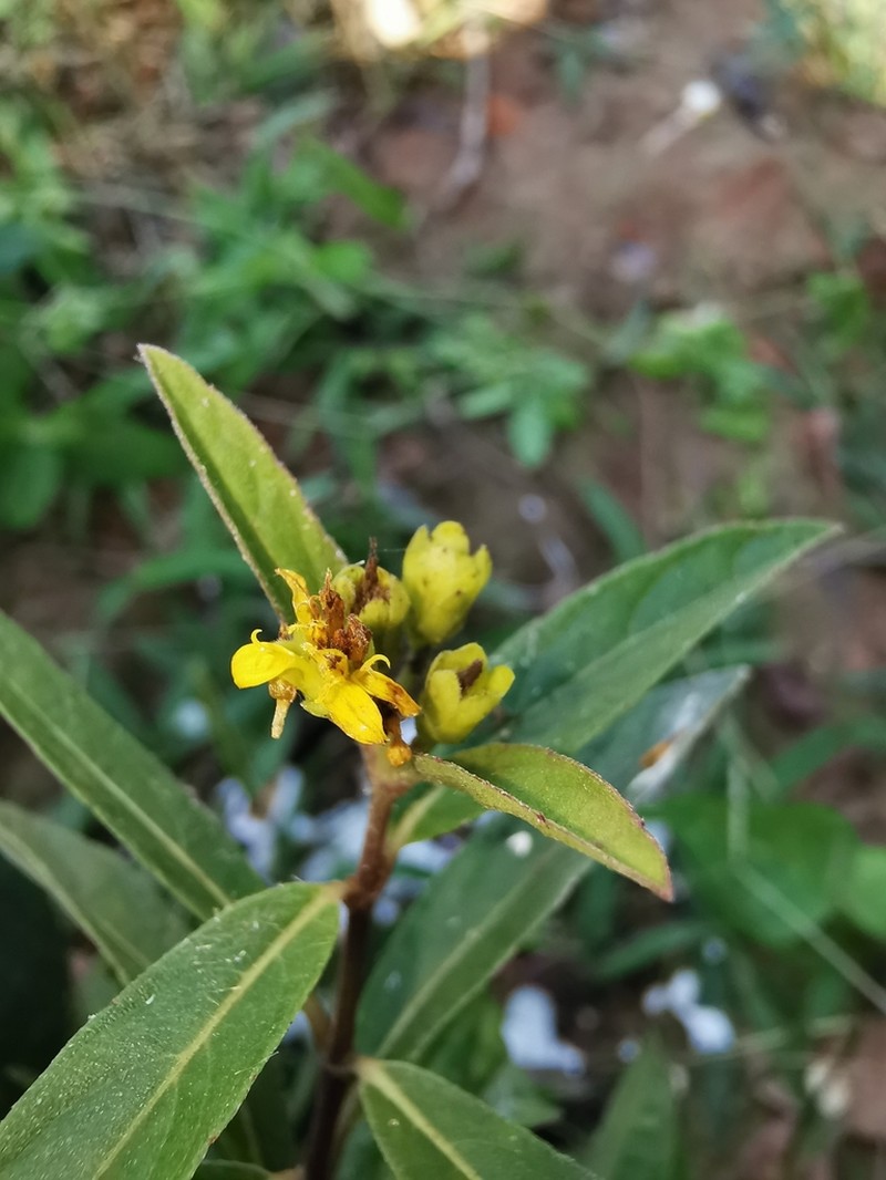 Perymenium uxoris