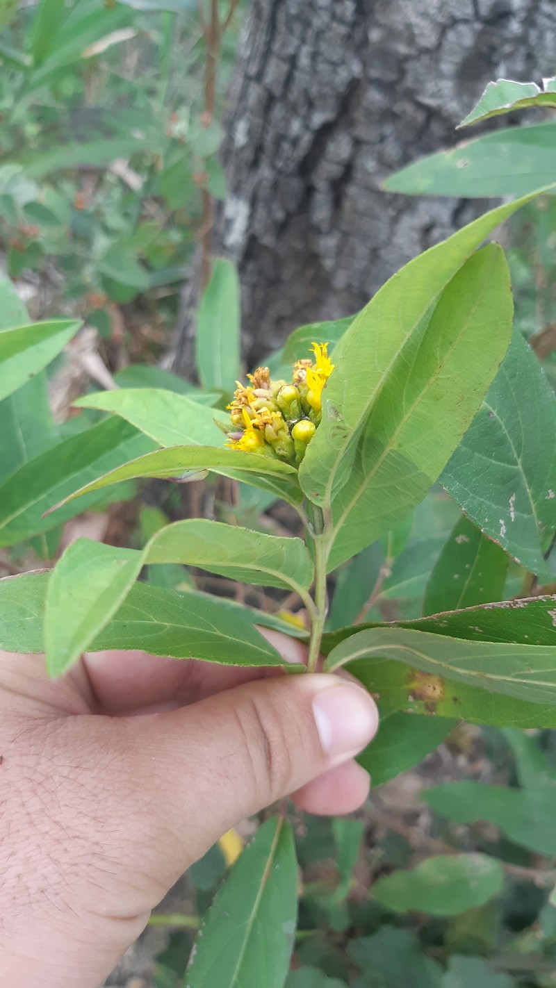 Perymenium uxoris photo 3