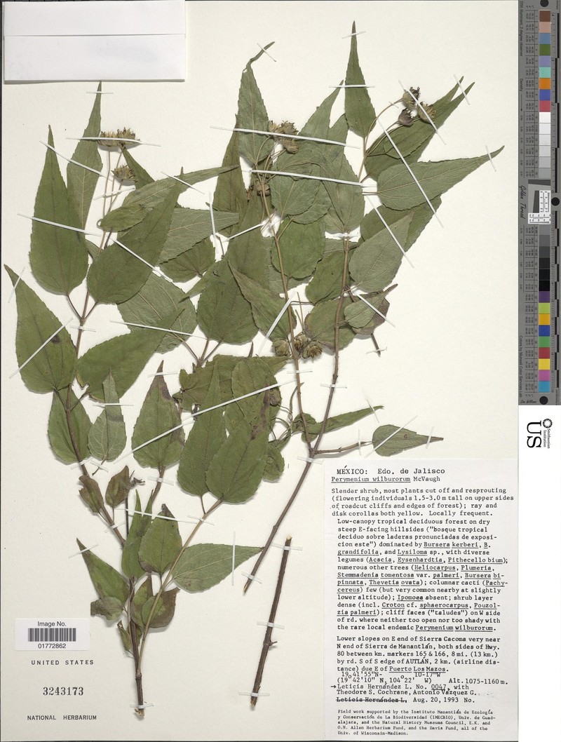 Perymenium wilburorum