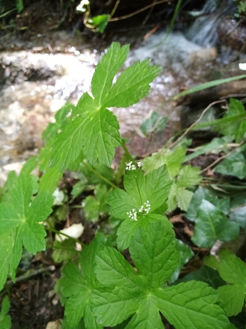 Petagnaea gussonei