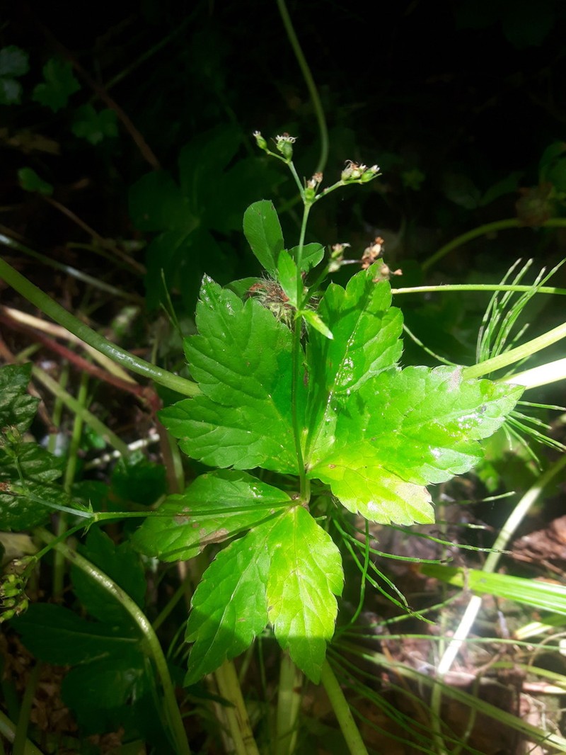 Petagnaea gussonei photo 2