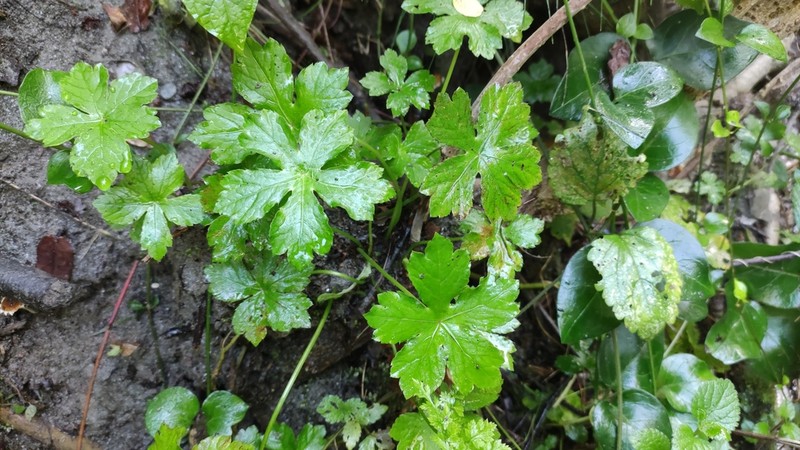 Petagnaea gussonei photo 3