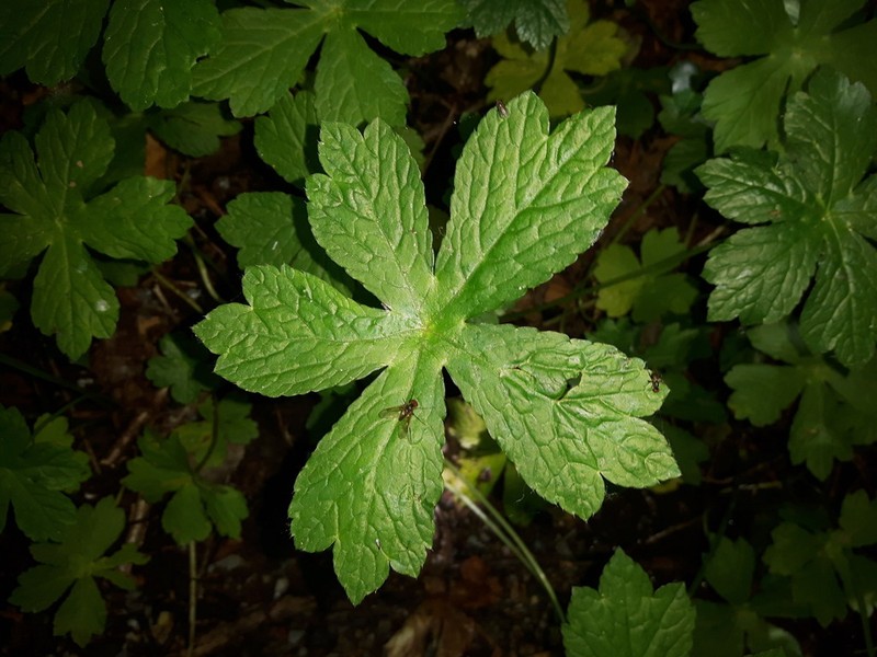 Petagnaea gussonei photo 4
