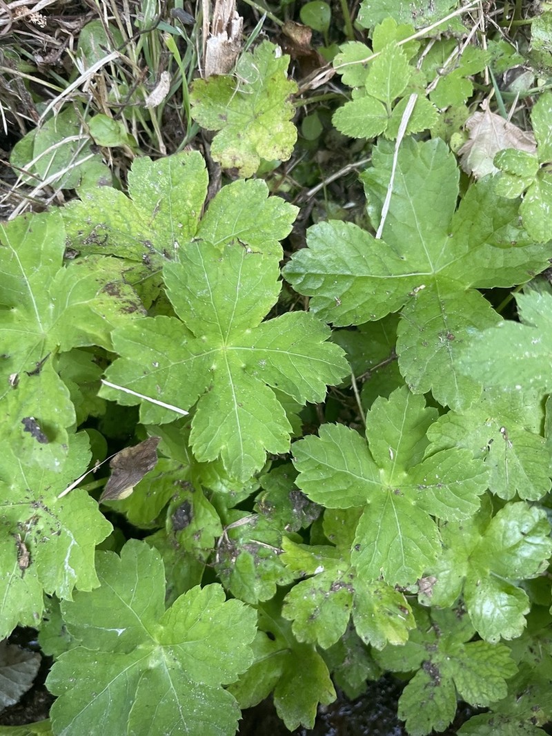 Petagnaea gussonei photo 5