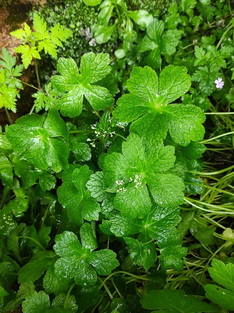 Petagnaea gussonei photo 6