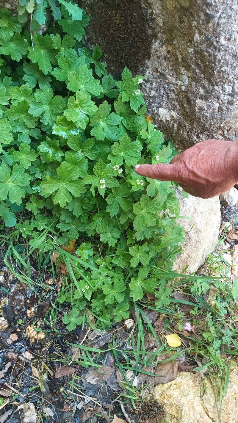 Petagnaea gussonei photo 8