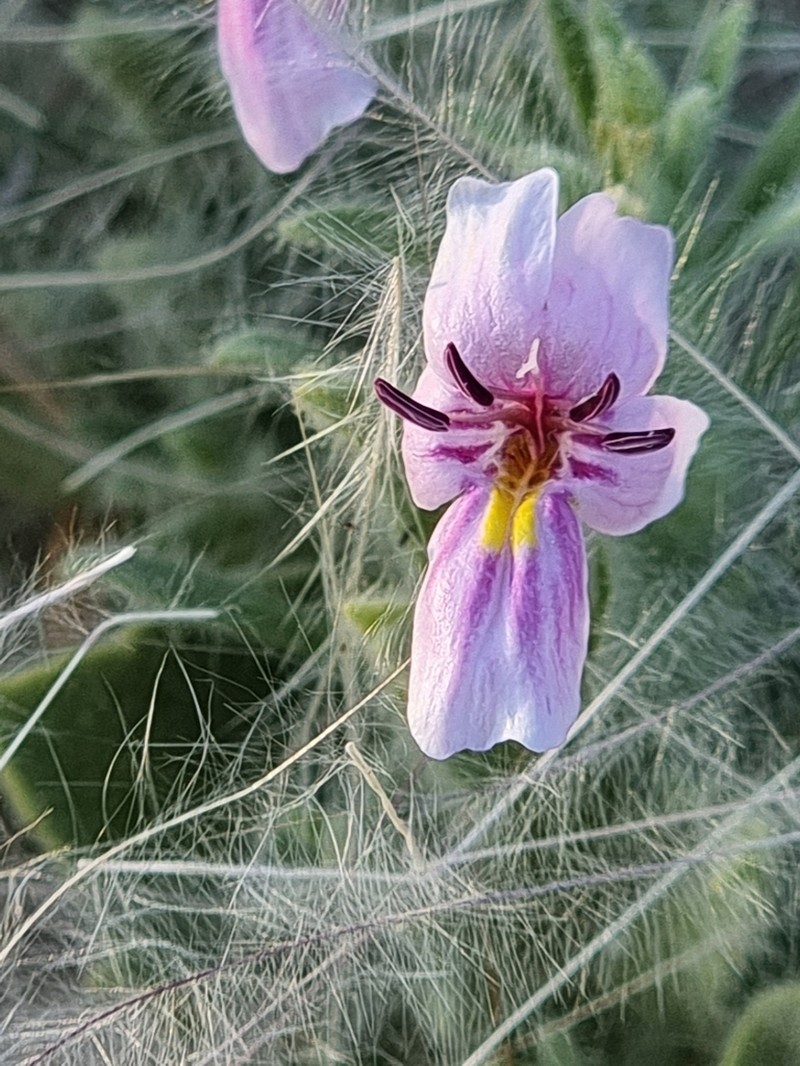 Petalidium angustitubum