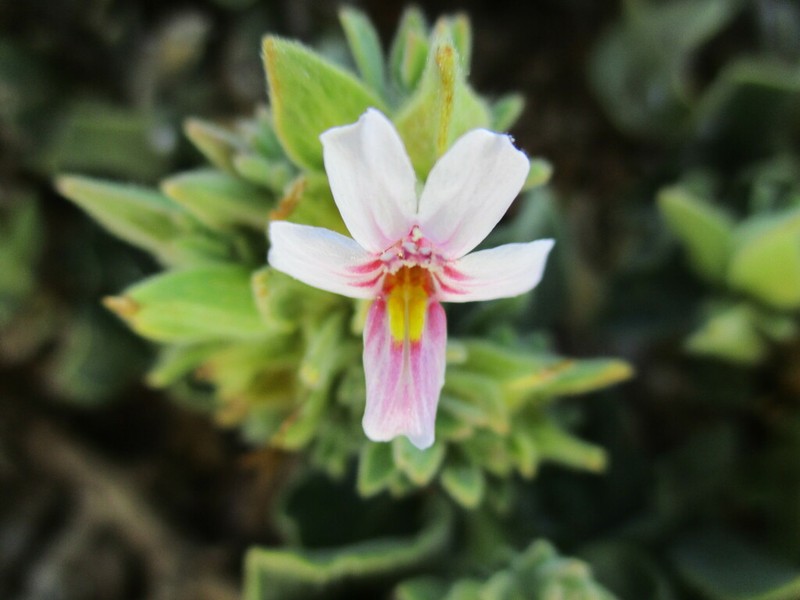 Petalidium angustitubum photo 2