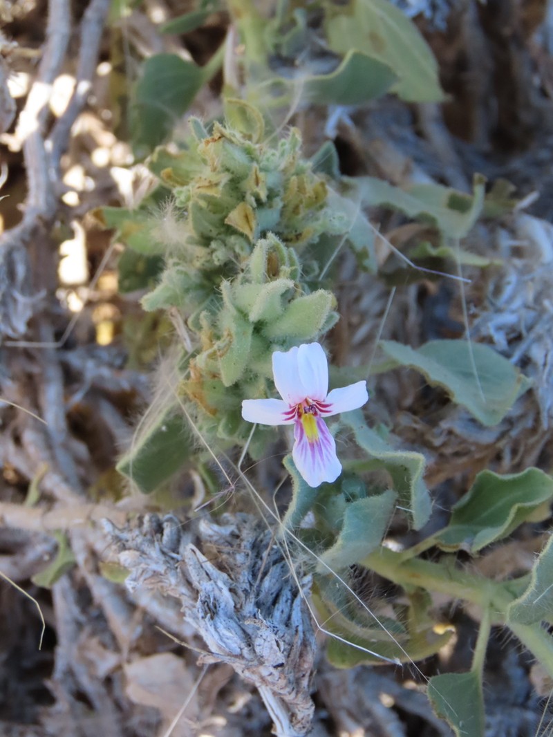 Petalidium angustitubum photo 4