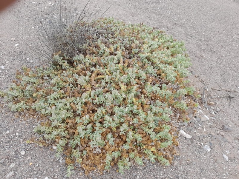 Petalidium angustitubum photo 5